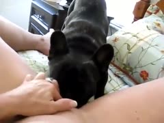 Licking a cum hole with a black dog
